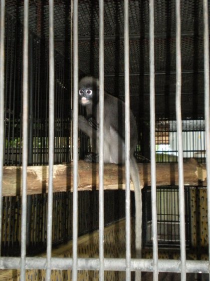 Phuket Zoo - A place of misery & neglect
